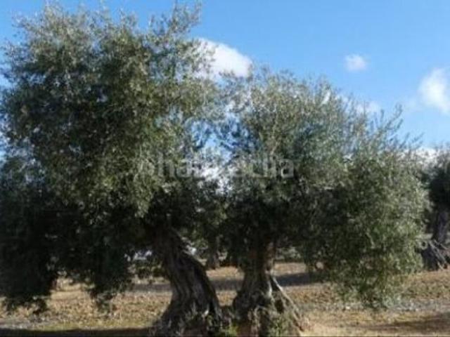 Suelo rústico en Venta en Jaen Jaén PEñAMEFECIT photo 0