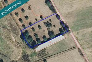 Olivar de 2.925 m² photo 0