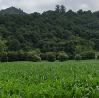 Terrenos Edificables En venta en Cangas de Onís photo 0