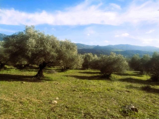 Ref. 017 Olivar en Cortes de La Frontera photo 0