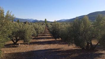 Terreno Urbanizable En venta en Cortijos Nuevos. 23350, Segura De La Sierra (jaén), Segura De La Sierra photo 0