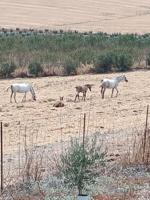 Otro En venta en Arcos de la Frontera photo 0